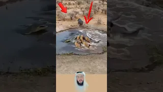 كانوا يظنونها فريسة سهلة لكن فرس النهر قلب الموازين في لحظة اكسبلور لايك ترند تحفيز دندنها