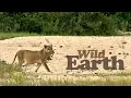 WildEarth - Sunrise Safari