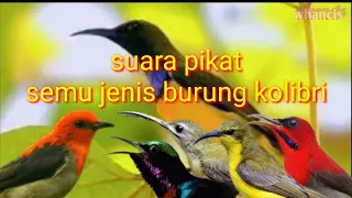 Download Suara pikat semua jenis burung kolibri MP3