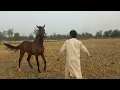 Download Lagu Horse Video viral