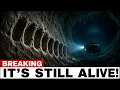 Scientists Found Bite Marks on the Wall of an Underwater Cave Then They Saw What Made Them