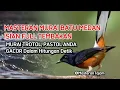 Download Lagu MASTERAN MURAI BATU MEDAN‼️FULL ISIAN TEMBAKAN MATERI MEWAH BUAT BURUNG LOMBA