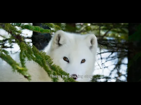 Trailer [Subtitled]