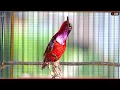Download Lagu Suara Burung yang Indah | Kolibri | Alam yang Menakjubkan | Suasana yang Menyembuhkan | Pereda Stres🛑LIVE🎥