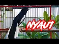 Nyaut! pancingan kacer, suara kacer gacor, masteran kacer durasi panjang