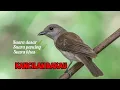Download Lagu BURUNG KANCILAN BAKAU
