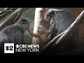 Rare baby silvered langur debuts at Bronx Zoo