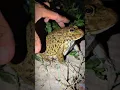 Download Lagu tong tong catch frog for fun | big bullfrog jump funny | toad funny and frog funny