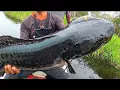 Download Lagu BIG FISH ‼️MANCING IKAN TOMAN DI SPOT INI WAJIB WASPADA TOMAN MONSTER MENUNGGU