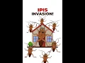 Lagu Pest Reject - Ipis Invasion