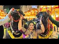 Download Lagu Khairatabad Sadar 2021 | Shahrukh Bull \u0026 Love Rana Bull at Madhu Yadav Sadar 2021
