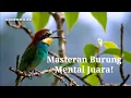 Download Lagu Masteran Burung Mental Juara! Isian Terlengkap Buat Rajai Gantangan