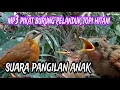 Download Lagu suara pikat burung pelanduk topi hitam kombinasi suara anak