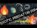 Download Lagu Feeding my EXOTIC Saltwater PREDATOR fish !!!!