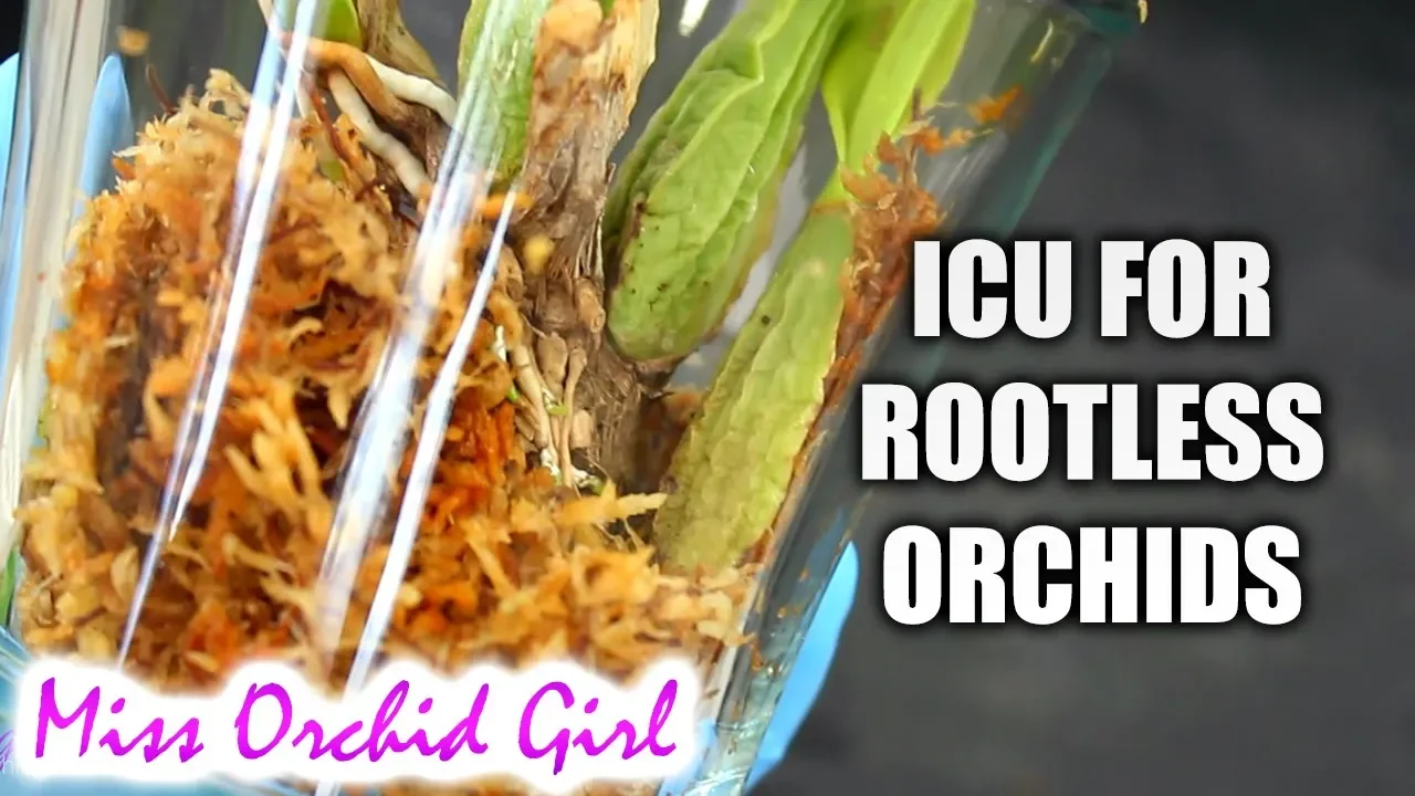 MY ICU SETUP FOR ROOTLESS ORCHIDS HOW I PROMOTE ROOT GROWTH (NO HUMIDIFIER NEEDED)
