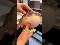 Download Lagu Why No One Buys This Fish at the Market 😳 #shorts