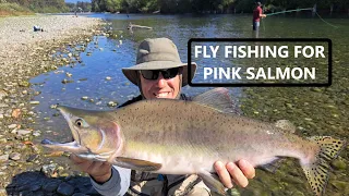 Fly fishing for Pink Salmon Chilliwack River BC 2025 – ACR Fishing Adventures