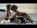 Meet our Miniature Australian Shepherd Puppies