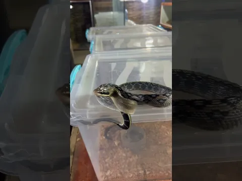 تحدي ترويض الافعى الفيتنامية بيوتي #العمواسي #snake