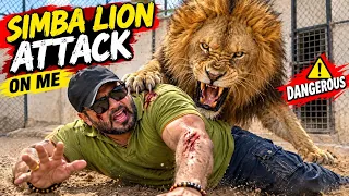 Simba ka dangerous attack😱agr ma dar jata tu aj mari khair nahi thi😳(Mian Saqib)