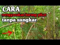 cara memikat/memulut menggunakan burung pikat tanpan sangkar