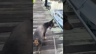 #fyp #dream #sailing #doberman #pets