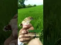 Download Lagu Lepas Burung Cici Padi #terbaru #shorts #viral