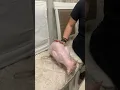 When your cat asks you for some spanking