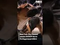 NYC Council passes SCOOP Act to fix dog poop problem