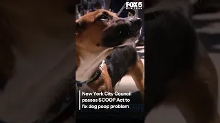 NYC Council passes SCOOP Act to fix dog poop problem