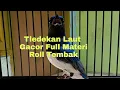 Download Lagu Teledekan Laut Gacor Full Materi Roll Tembak | Cocok Buat Masteran