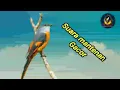 Download Lagu Suara burung mantenan gacor full tembakan kasar'