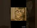 Download Lagu Looking for somebody to play with. #cat #cutecat #kitten