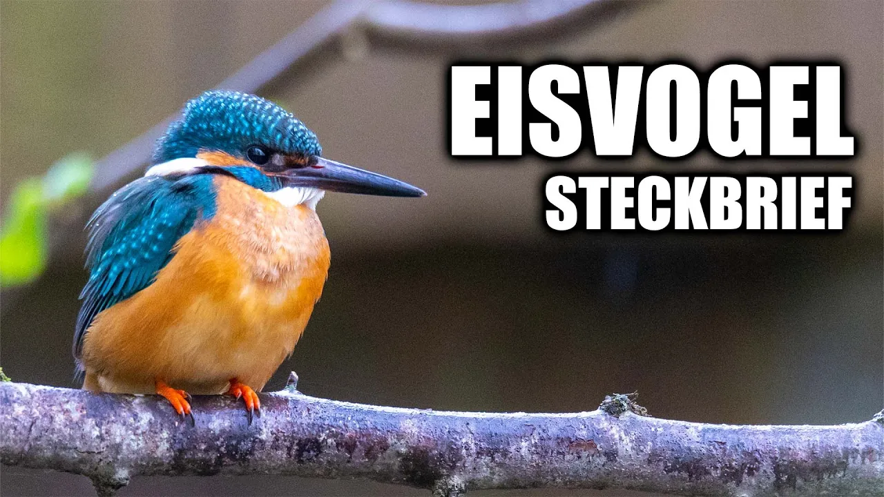 Der Eisvogel  Steckbrief (Aussehen, Lebensraum, Stimme und mehr)