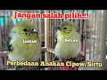 Lagu cara membedakan anakan sirtu/cipow jantan dan betina