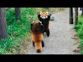 Red Panda The Cutest Self-Defense Tactic