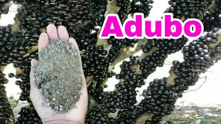 ESSE ADUBO FANTÁSTICO FAZ SEU PÉ DE JABUTICABA FLORIR E PRODUZIR EM DOBRO !!