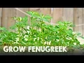 Download Lagu How to Grow Lots of Fenugreek | Methi