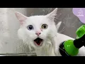 The Most Unique Cat I ve Ever Groomed In My Career