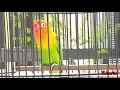 Download Lagu Pancingan Lovebird Jantan Konslet.. Lovebird Cuek Manapun Langsung Nyaut n Ikut Ngekek..