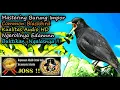 Download Lagu Suara Burung Impor Sangat Bagus Ngerol Ngalas - Burung Common Blackbird HD Audio