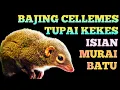 Download Lagu MASTERAN MURAI BATU!! SUARA TUPAI KEKES/BAJING CELEMES UNTUK MURAI BATU PRESTASI