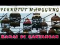 Download Lagu RAMAI PERKUTUT DIGANTANG UNTUK PANCINGAN