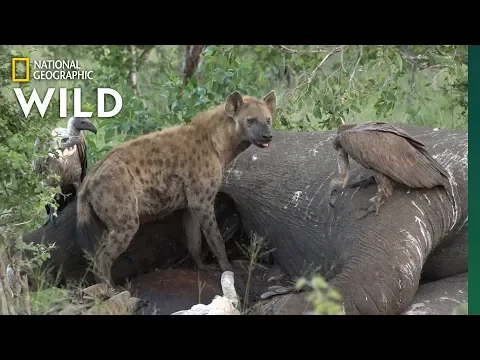 Hereu0027s What Happens After an Elephant Dies | Nat Geo Wild