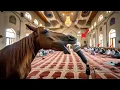 Lagu Seekor kuda menyerukan azan! Lihat mengapa mukjizat ini terjadi | Kisah nyata | Islami | Kisah kuda
