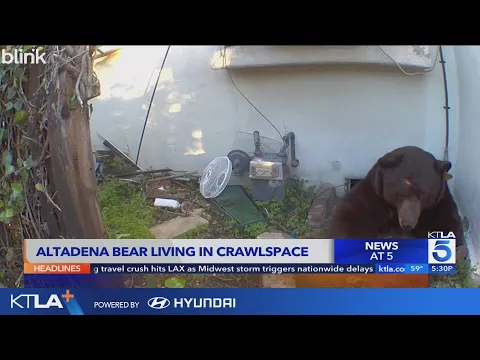Bear takes up residence under Altadena home, startles homeowner