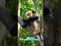 Download Lagu Black Gold Princess Feihong黑金公主飞虹 #pandalife #panda #redpanda夕消