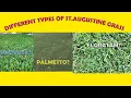 What Is Best Type Of St Augustine Grass