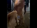 Horse mating revealed system