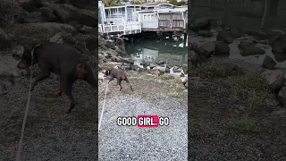 .. #fyp #dream #youtube #doberman #pets